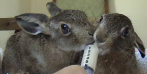 two leverets being hand fed